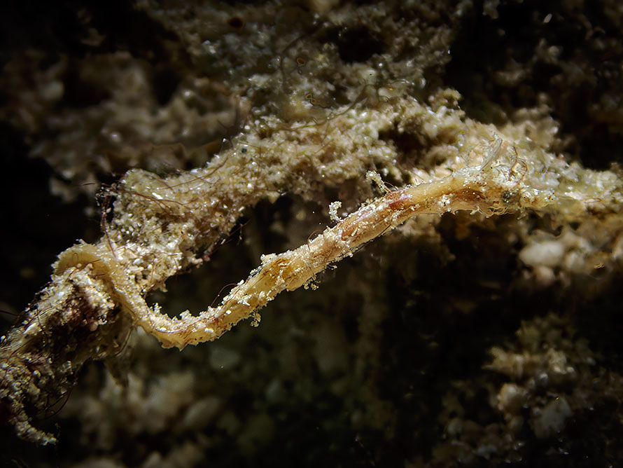 Acentronura breviperula